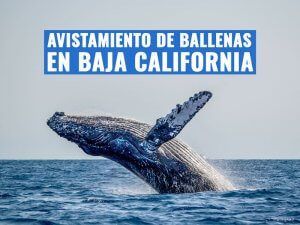 mexico-bcs-avistamiento-ballenas