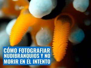 Cómo-fotografiar-nudibranquios-y-no-morir-en-el-intento-2