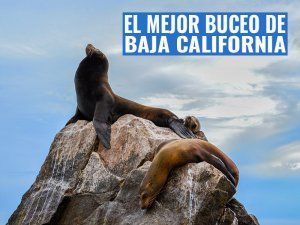 portada-mejor-buceo-en-baja-california