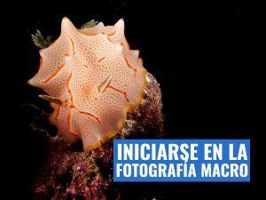 iniciación fotografia macro submarina