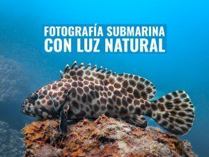 fotografia submarina con luz ambiente
